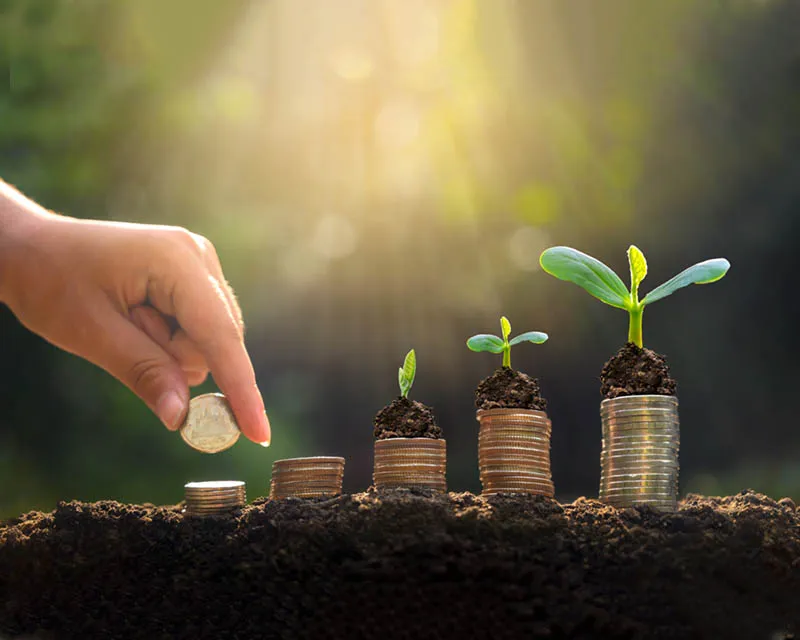 منظمة التنمية السورية